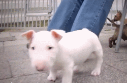 这么多小奶狗，一次让你看个够！-27.gif