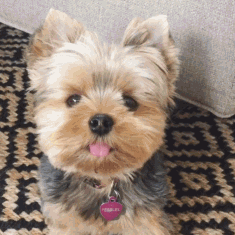 这么多小奶狗，一次让你看个够！-25.gif