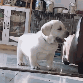 这么多小奶狗，一次让你看个够！-28.gif