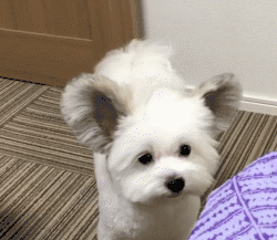这么多小奶狗，一次让你看个够！-29.gif