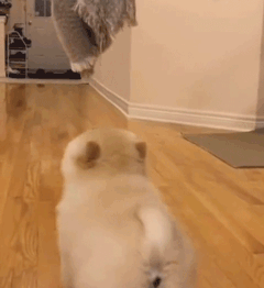 这么多小奶狗，一次让你看个够！-26.gif