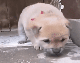 这么多小奶狗，一次让你看个够！-30.gif