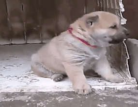 这么多小奶狗，一次让你看个够！-31.gif