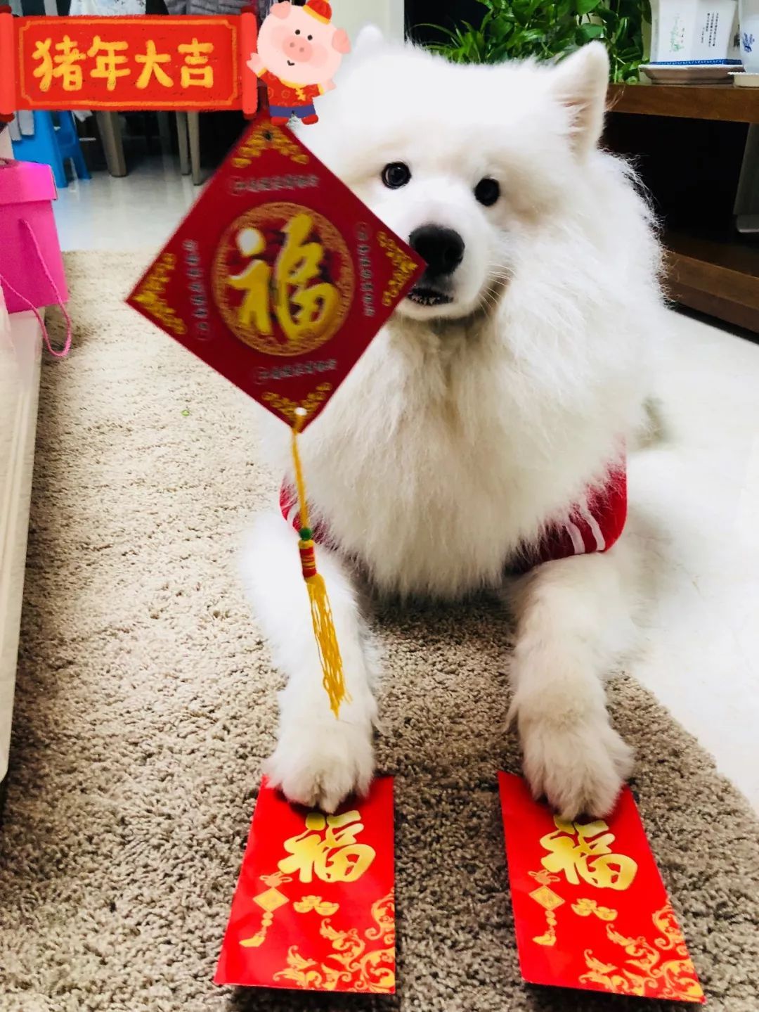 这么多小奶狗，一次让你看个够！-32.jpeg