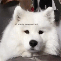 狗不能吃人吃的饭，是不是卖狗粮的阴谋？-4.gif