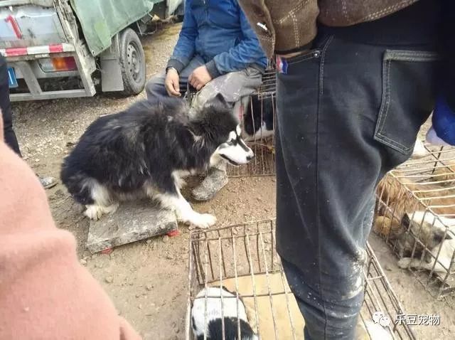 主人把阿拉斯加抱到秤上，微笑的它还不知道自己已被卖狗肉店！-2.jpeg