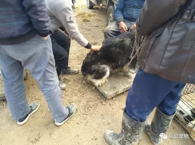主人把阿拉斯加抱到秤上，微笑的它还不知道自己已被卖狗肉店！-3.jpeg
