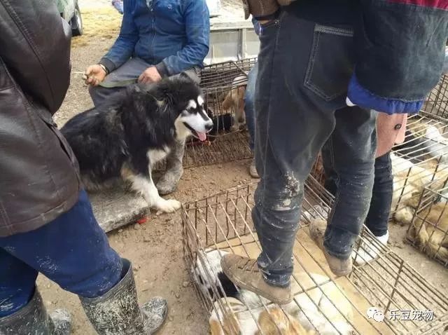 主人把阿拉斯加抱到秤上，微笑的它还不知道自己已被卖狗肉店！-4.jpeg