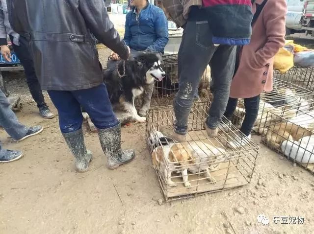 主人把阿拉斯加抱到秤上，微笑的它还不知道自己已被卖狗肉店！-5.jpeg