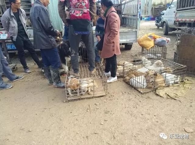 主人把阿拉斯加抱到秤上，微笑的它还不知道自己已被卖狗肉店！-6.jpeg