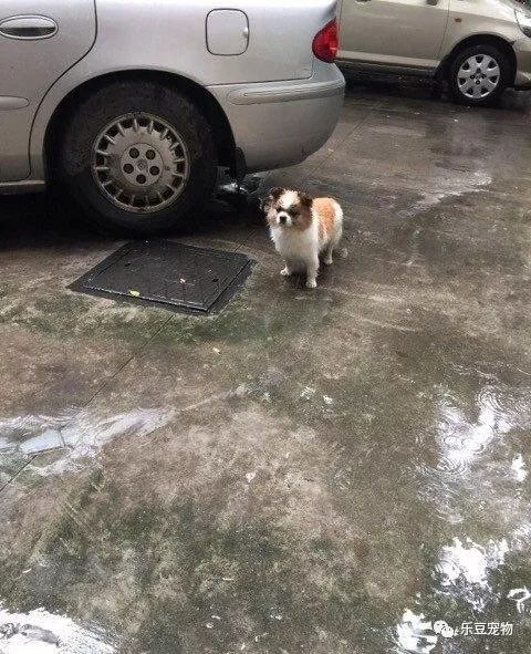 收养了一只流浪狗，每天风雨无阻的替我看守停车位！-3.jpeg