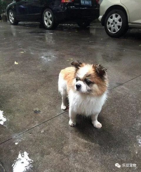 收养了一只流浪狗，每天风雨无阻的替我看守停车位！-2.jpeg