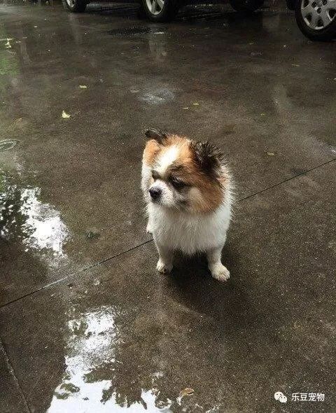 收养了一只流浪狗，每天风雨无阻的替我看守停车位！-1.jpeg