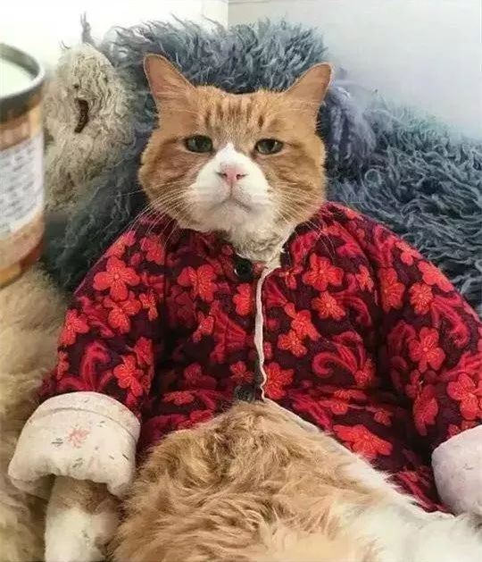 因出差把猫咪送给奶奶养，在回来时吓一跳：太霸气了……-3.jpeg