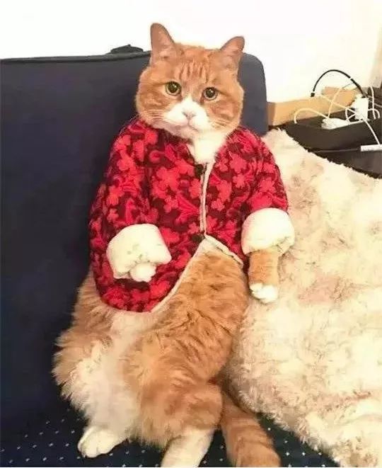 因出差把猫咪送给奶奶养，在回来时吓一跳：太霸气了……-2.jpeg