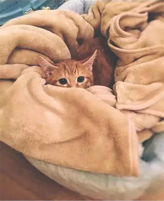 因出差把猫咪送给奶奶养，在回来时吓一跳：太霸气了……-1.jpeg