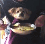 不小心踩到狗子后，老妈：别踩我孩子，你个狗东西！-2.gif