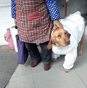 不小心踩到狗子后，老妈：别踩我孩子，你个狗东西！-5.gif