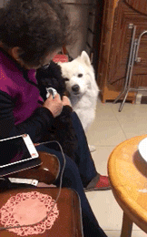 不小心踩到狗子后，老妈：别踩我孩子，你个狗东西！-6.gif