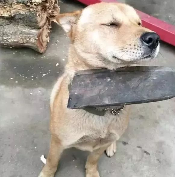有时候根本分不清，我养的是狗，还是祖宗！-8.jpeg