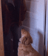 有时候根本分不清，我养的是狗，还是祖宗！-10.gif