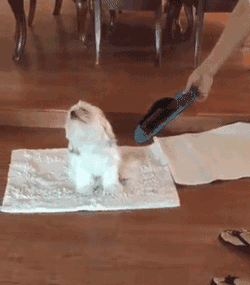 有时候根本分不清，我养的是狗，还是祖宗！-9.gif