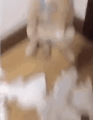 有时候根本分不清，我养的是狗，还是祖宗！-11.gif