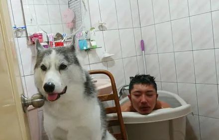 有时候根本分不清，我养的是狗，还是祖宗！-13.jpeg