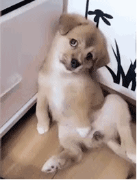 有时候根本分不清，我养的是狗，还是祖宗！-12.gif