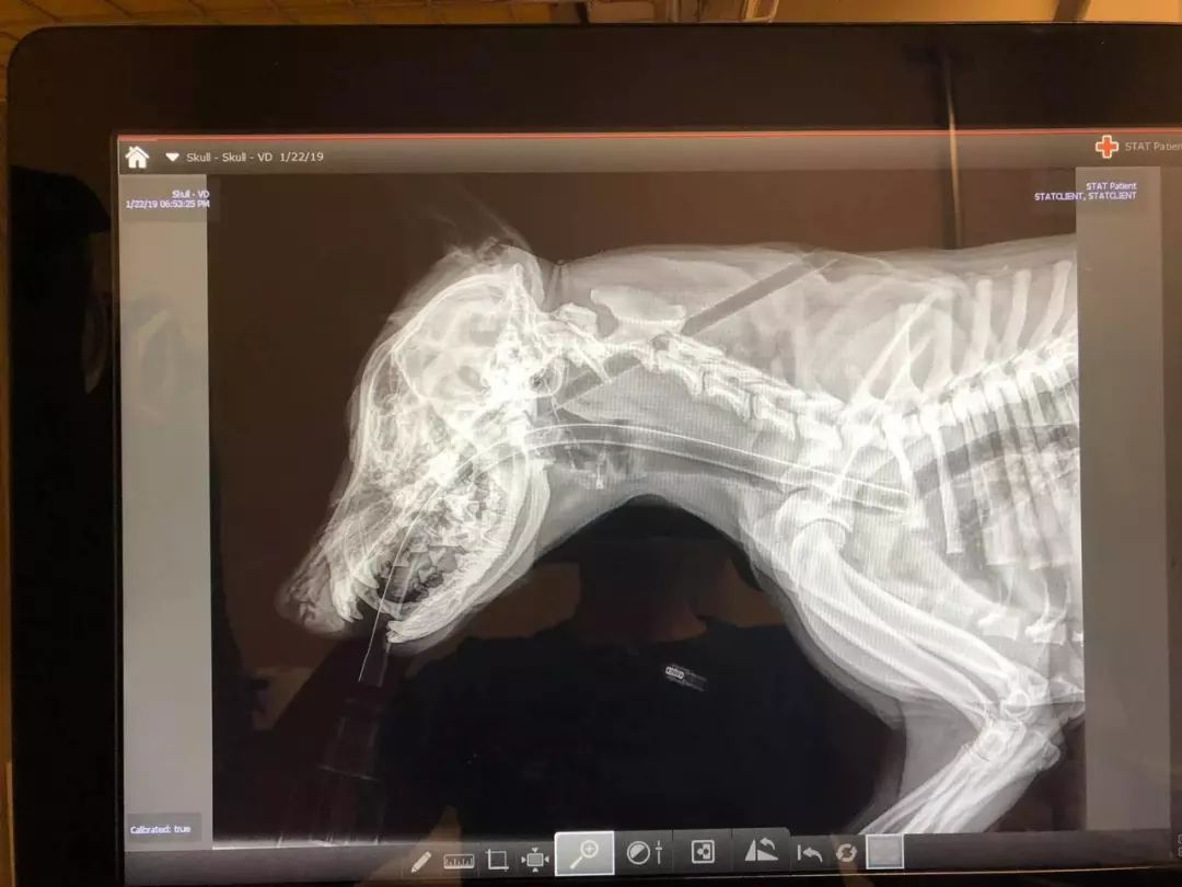 狗狗面部中箭贯穿身体，兽医悬赏1500美元誓要追凶！-2.jpeg