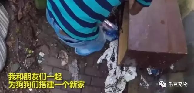 流浪狗讨到食物却不吃，跟过去后才知道，它都是为了孩子！-6.jpeg