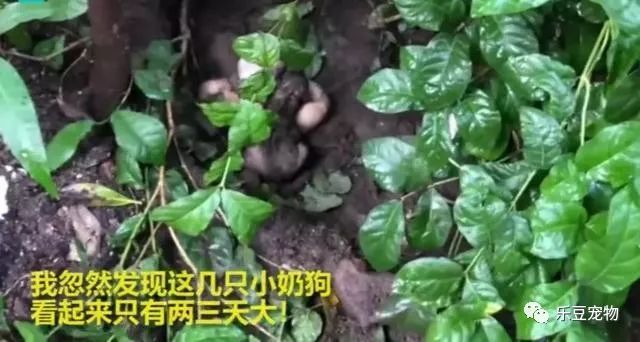 流浪狗讨到食物却不吃，跟过去后才知道，它都是为了孩子！-4.jpeg