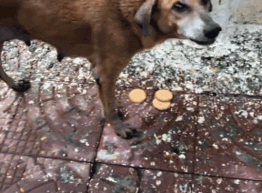 流浪狗讨到食物却不吃，跟过去后才知道，它都是为了孩子！-2.gif