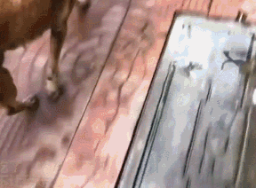 流浪狗讨到食物却不吃，跟过去后才知道，它都是为了孩子！-3.gif