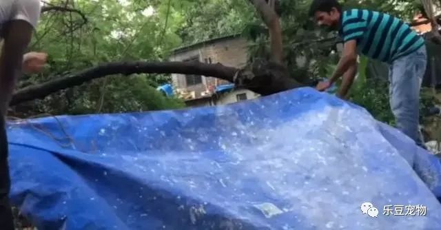 流浪狗讨到食物却不吃，跟过去后才知道，它都是为了孩子！-7.jpeg