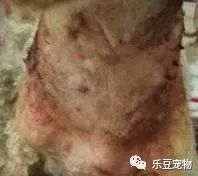 带泰迪去美毛，美完后主人瞬间恼火：你这是拿镰刀削的吗？-5.jpeg