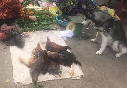 上街买菜，意外看到卖鸡的老板很眼熟：哈老板，这鸡咋卖？-1.jpeg