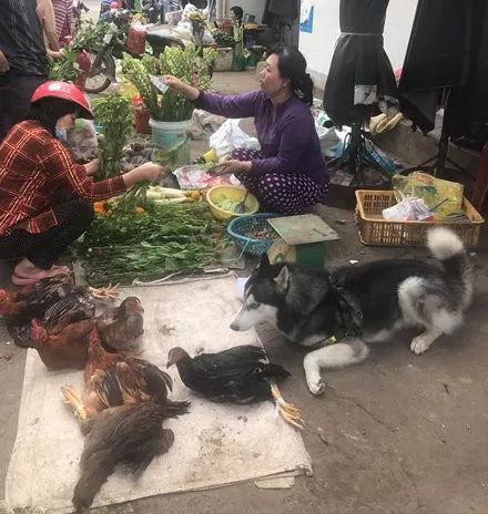 上街买菜，意外看到卖鸡的老板很眼熟：哈老板，这鸡咋卖？-2.jpeg