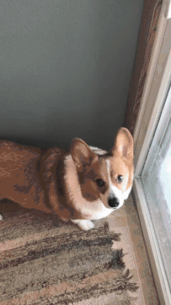 柯基？这明明是傻不拉基！-2.gif