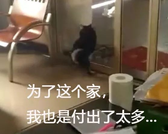 主人很惊讶，狗狗进门时竟没撞上玻璃门，结果狗砸：行吧，满足你！-3.jpeg