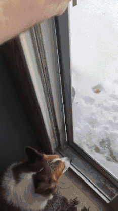 柯基？这明明是傻不拉基！-3.gif