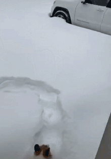 柯基？这明明是傻不拉基！-5.gif
