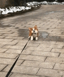 柯基？这明明是傻不拉基！-7.gif