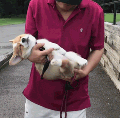 柯基？这明明是傻不拉基！-6.gif