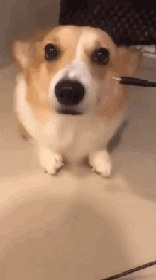 柯基？这明明是傻不拉基！-9.gif