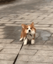 柯基？这明明是傻不拉基！-8.gif