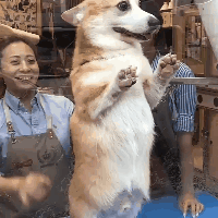 柯基？这明明是傻不拉基！-11.gif
