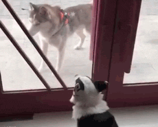 柯基？这明明是傻不拉基！-10.gif