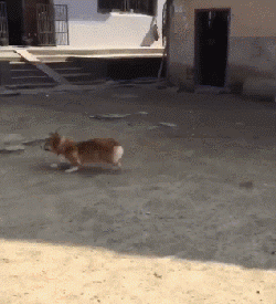 柯基？这明明是傻不拉基！-13.gif