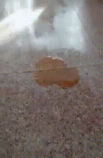 柯基？这明明是傻不拉基！-14.gif